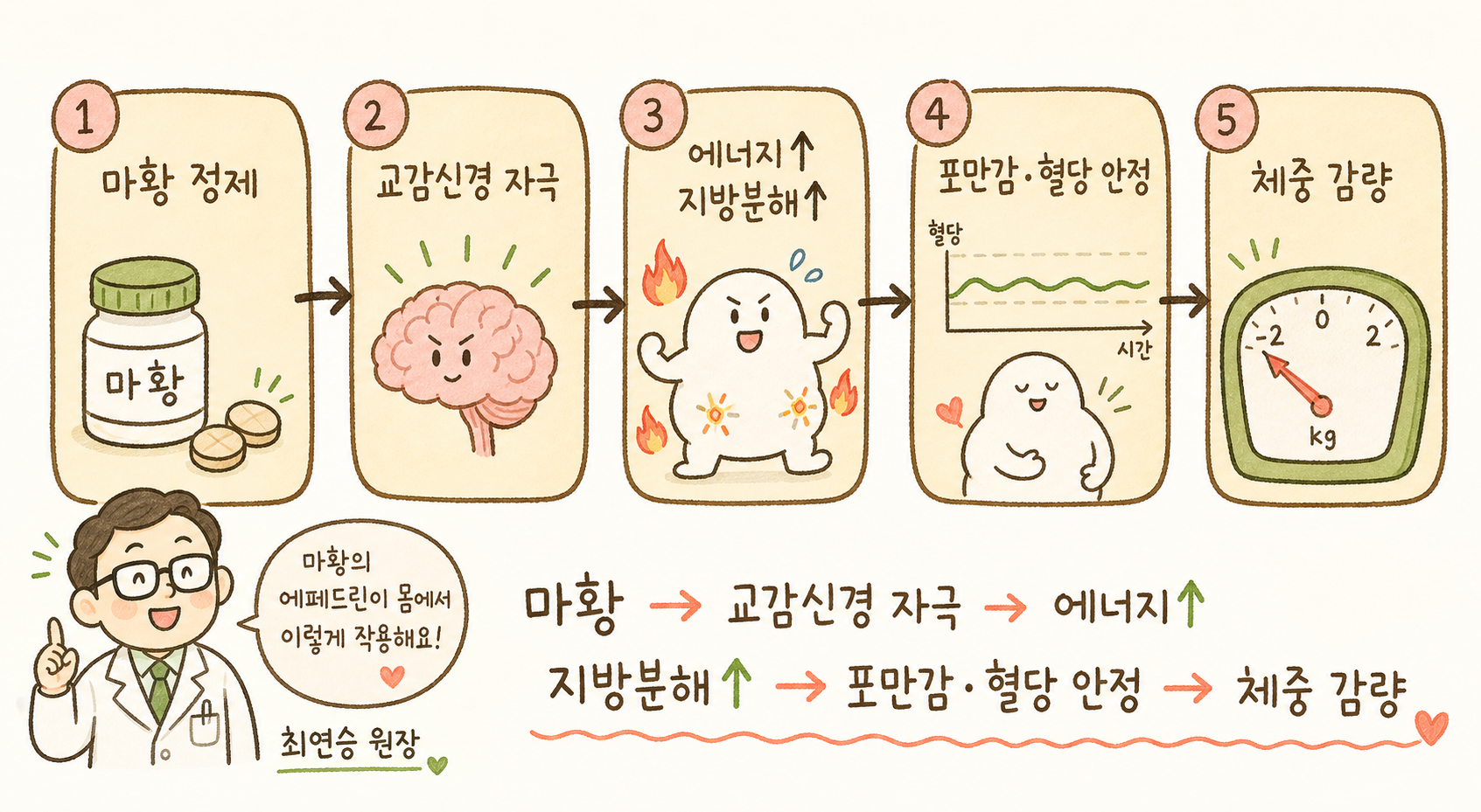 마황의 에페드린 성분이 체내에서 작용하는 메커니즘을 5단계 순서도로 표현. 1단계: 마황 정제 아이콘, 2단계: 뇌의 교감신경 활성화 심볼, 3단계: 불타오르며 에너지 소비·지방분