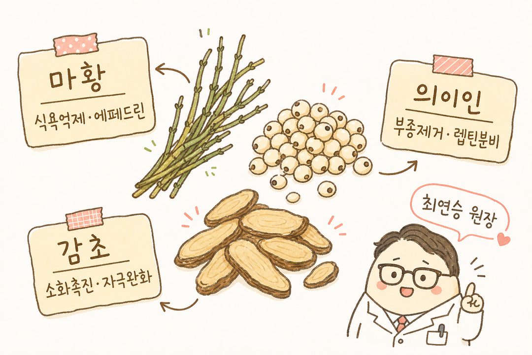 다이어트 환의 주요 한약재(마황, 의이인, 감초 등)를 오브젝트로 개별 표시하고 각 약재명과 작용(식욕억제, 부종제거, 소화촉진)을 화살표 라벨로 연결한 라벨링 정보 시트