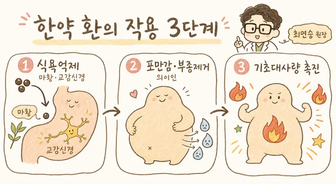 한약 환이 체내에서 작용하는 3단계 메커니즘을 순서도로 표현, 1단계 식욕억제(마황), 2단계 포만감·부종제거(의이인), 3단계 기초대사량 촉진으로 화살표 연결된 단계별 일러스트