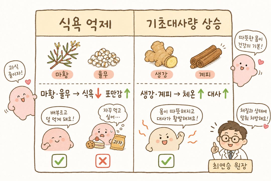 2열 비교표: 좌측 '식욕 억제' (마황, 율무 아이콘) vs 우측 '기초대사량 상승' (생강, 계피 아이콘). 각 약재의 작용 메커니즘을 화살표와 함께 명확하게 표시. 아이콘과 