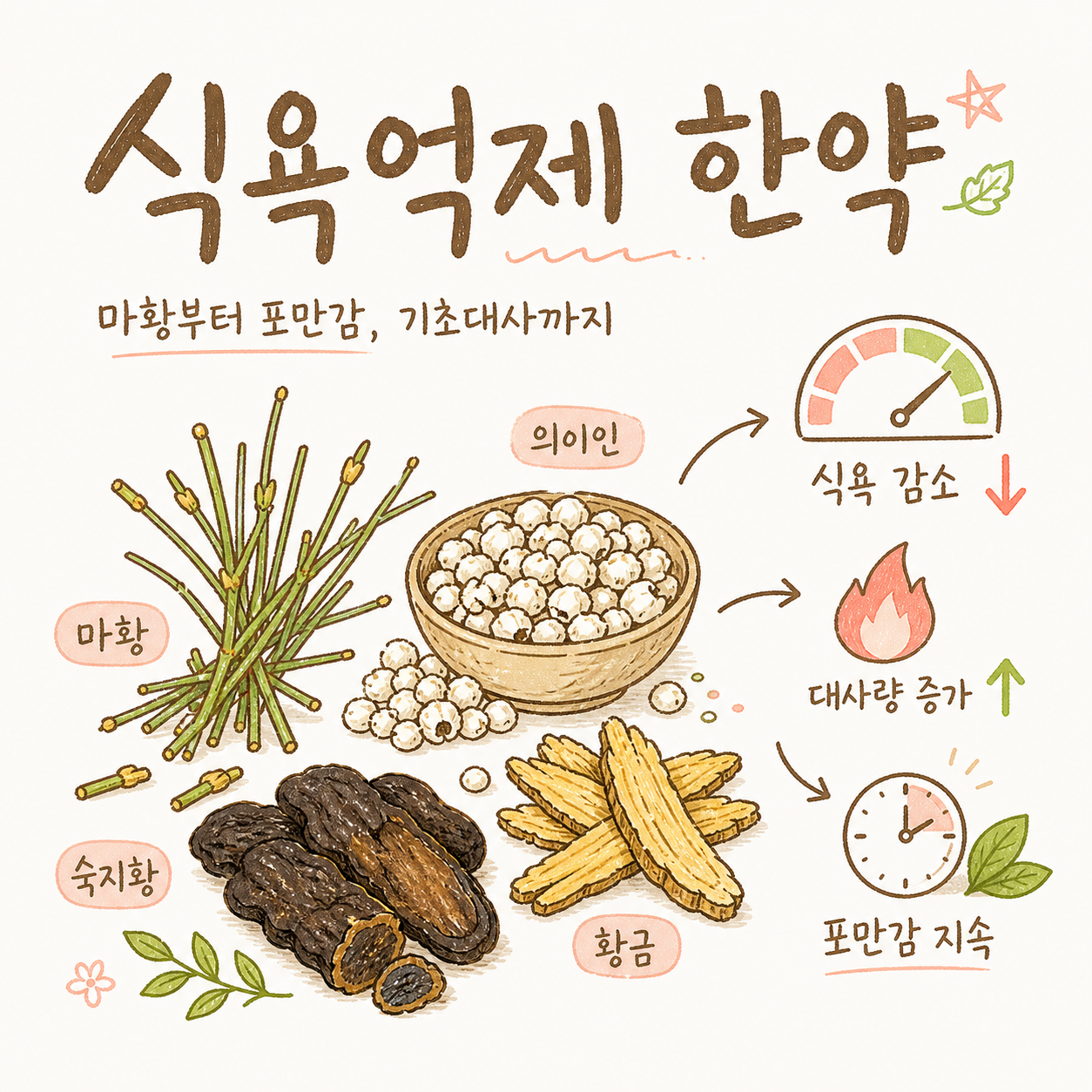 식욕억제 한약 — 마황부터 포만감, 기초대사까지
