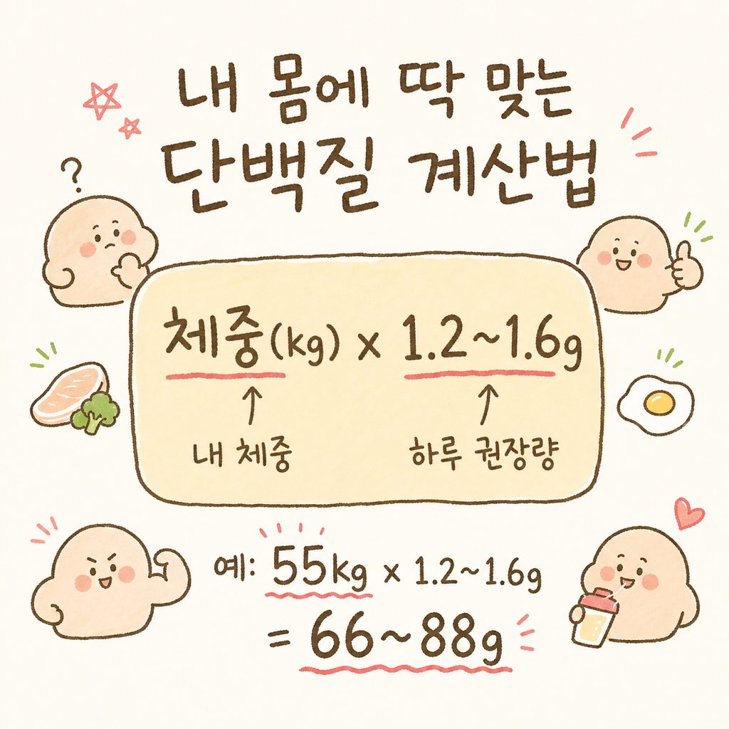 수식 박스 형태로 단백질 권장 섭취량 계산법을 시각화. [체중( (kg) x 1.2~1.6g] 공식과 함께, 55kg 기준 66~88g이라는 예시 숫자가 강조된 디자 인.