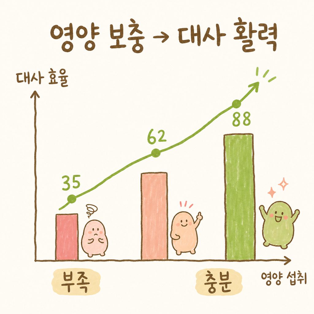 영양 보충과 대사 활력을 상징하는 상승 그래프 일러스트